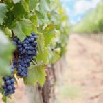 grapes 1952035 1920
