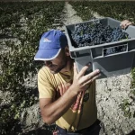 En el sector del campo, los extranjeros ya representan uno de cada cinco trabajadores. - Foto: Jonathan Tajes
